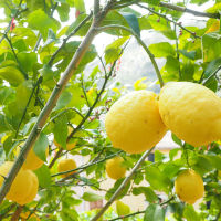 Limoneros